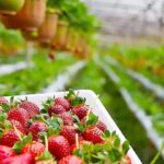تولید سالیانه ۱۰۰۰ تُن محصولات گلخانه‌ای در فامنین