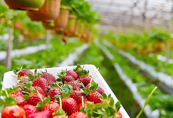 تولید سالیانه ۱۰۰۰ تُن محصولات گلخانه‌ای در فامنین