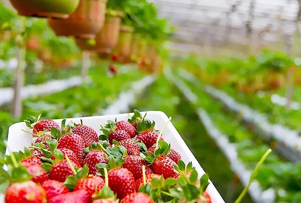 تولید سالیانه ۱۰۰۰ تُن محصولات گلخانه‌ای در فامنین