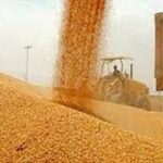 ۷۲ هزارتُن گندم از کشاورزان لرستانی خریداری شده است