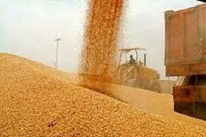 ۷۲ هزارتُن گندم از کشاورزان لرستانی خریداری شده است