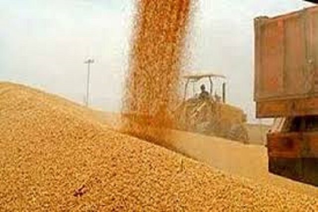 ۷۲ هزارتُن گندم از کشاورزان لرستانی خریداری شده است