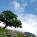 افزایش سرعت باد در همدان ثبات نسبی دماهای صبحگاهی