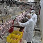 خرید حمایتی گوشت مرغ برای تنظیم بازار در فارس