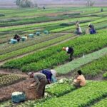 کشت قراردادی؛ نسخه نجات کشاورزی گلستان از بلاتکلیفی و هزینه‌های سنگین
